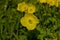 Yellow caltha flowers ,genus of rhizomatous perennial flowering plants