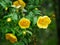 Yellow camellia chrysantha flowers with buds