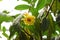 Yellow camellia flowers