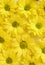 Yellow camomile, flower background, yellow georgina pattern photography, august bright flowers