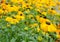 Yellow camomile flowers in the home garden in summer season