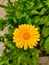 Yellow camomile flowers pyrethrum on a background of green foliage