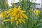Yellow Canadian Goldenrod or Lat. Solidago canadensis