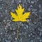 Yellow canadian maple leaf on ground