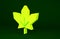 Yellow Canadian maple leaf icon isolated on green background. Canada symbol maple leaf. Minimalism concept. 3d