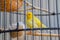 A yellow canary bird in a bird cage