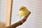 Yellow canary on bird perch stands in the cage at home