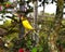 Yellow canary bird (Serinus flaviventris) perched on branch.