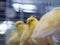 Yellow canary birds waiting to be sold in cages