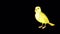 Yellow canary flies and pecks alpha matte 4K