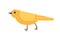Yellow canary isolated on white background. Gorgeous domestic bird or pet, adorable songbird. Cute funny birdie. Avian