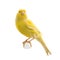 Yellow canary on its perch