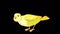 Yellow canary pecks grain alpha matte 4K