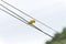 Yellow canary perched on a electric power line