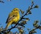 Yellow canary perched on a green tree