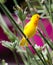 Yellow canary Serinus canaria