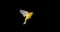 Yellow Canary, serinus canaria, Adult in flight against Black Background, Slow Motion