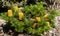 Yellow candlestick grevillia on a bush