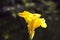 Yellow canna flower on bokeh background. Nature`s concept.