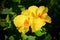 Yellow canna flower in garden