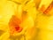 Yellow canna flower in garden