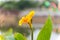 Yellow canna indica, commonly known as Indian shot, African arrowroot, edible canna, purple arrowroot, Sierra Leone arrowroot, is