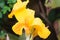 Yellow canna lillies