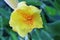 Yellow Canna Lilly flower