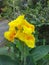 Yellow Canna Lily flower on tree