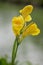 Yellow Cannaceae in beautiful nature