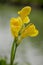 Yellow Cannaceae in beautiful nature