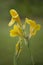 Yellow Cannaceae in beautiful nature