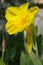 Yellow cannaceae flower
