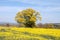 Yellow Canola crops and an old oak tree in the English countryside.