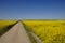 Yellow canola field