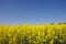 Yellow canola field