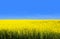 Yellow canola field with blue sky depicts flag of Ukraine, world`s third largest exporter of the crop