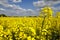 Yellow canola field with clouds in sky