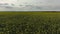 Yellow canola field. Field of blooming rapeseed aerial view. Yellow rapeseed flowers and sky with clouds above them. A