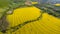 Yellow canola field with Mecsek Hills