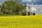 Yellow Canola Field and Old Granary
