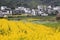 Yellow, canola, field, rapeseed, mustard, plant, flower, and, cabbage, family, rural, area, wildflower, brassica, rapa, village, m