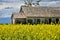 Yellow Canola Field and Run Down Farmhouse