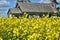 Yellow Canola Field and Run Down Farmhouse