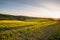 Yellow canola field at sunrise