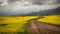 Yellow canola fields with dirt road and mountains in the background and contrasting thunder clouds.