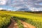 Yellow canola fields and ground road overlooking a valley, rural