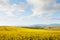 Yellow canola fields overlooking a valley