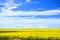 Yellow canola fields under vast blue skies in summer, Alberta, Canada