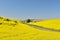 Yellow Canola Flower and farmhouse in Palouse